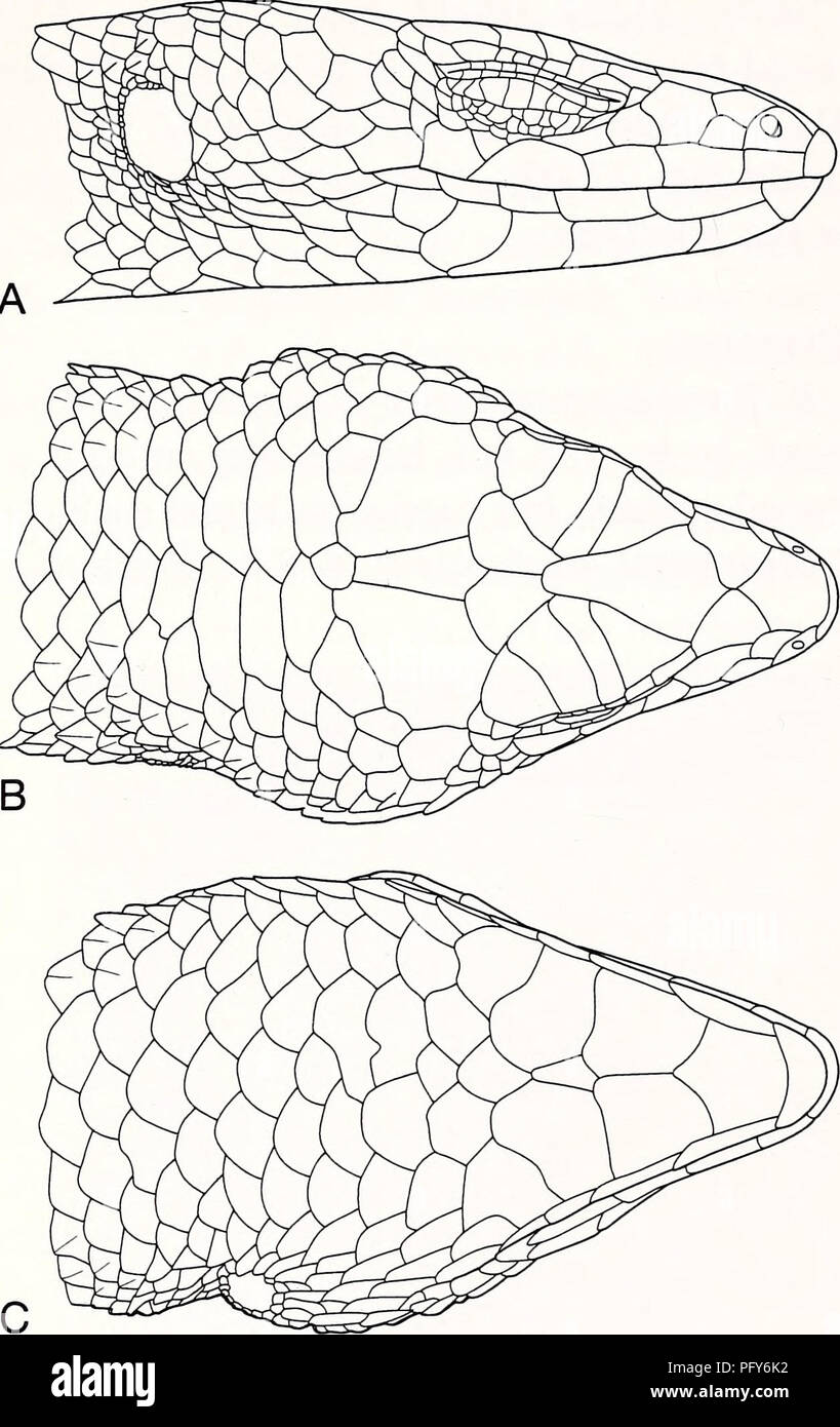 . Current herpetology. Reptiles; Herpetology. Current Herpetol. 21(1) 2002. FIG. 7. Lateral (A), dorsal (B), and ventral (C) views of head scales of Tropidophorus murphyi sp. nov. (holotype, ROM 41227). paravertebral scales smooth or feebly keeled, subequal to neighboring scales in size; 55-67 paravertebral scales; dorsolateral and lateral scales distinctly keeled; 30-32 midbody scale rows. See Discussion for comparisons with other congeneric species. Description of holotype Snout rounded, rostral partly visible from above; no supranasals; frontonasal undivided, overlapped by rostral, nasals,  Stock Photo