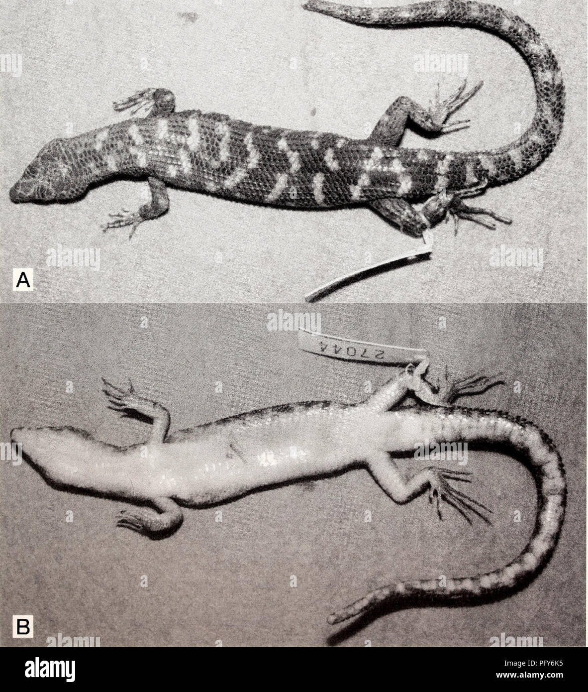 . Current herpetology. Reptiles; Herpetology. HIKIDA ET AL.—NEW DEPRESSED-BODIED TROPIDOPHORUS 17 Province, northern Vietnam, collected by R. W. Murphy, N. L. Orlov, A. Lathrop, T. Mason, S. Riabov, and T. C. Ho in May 1998. Paratypes Four males, ROM 41220 (ROM Field No. 26739), 41222 (Field No. 26960), 41223 (Field No. 26961) and 41226 (Field No. 27002), and seven females, ROM 41221 (ROM Field No. 26959), 41224 (Field No. 27000), 41225 (Field No. 27001), 41228 (Field No. 27045), 41229 (Field No. 27058), 41230 (Field No. 27059) and KUZ R58270 (Field No. 27003), with same sampling data as the h Stock Photo