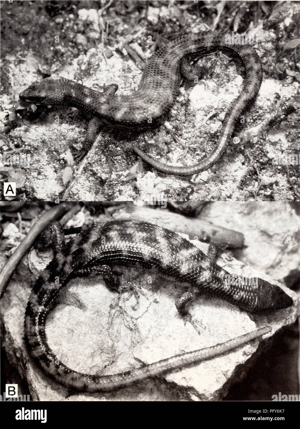 . Current herpetology. Reptiles; Herpetology. HIKIDA ET AL.—NEW DEPRESSED-BODIED TROPIDOPHORUS 19. Fig. 8. Male (A) and female (B) Tropidophorus murphyi sp. nov. in life. Note relatively broad body in the latter. overlapped by fourth and fifth infralabials; 30 midbody scale rows; 13 scale rows at position of tenth subcaudal on tail; paraver- tebrals 62, subequal in size to neighboring scales, smooth or feebly keeled on neck, body, and base of tail, and moderately keeled on. Please note that these images are extracted from scanned page images that may have been digitally enhanced for readabilit Stock Photo