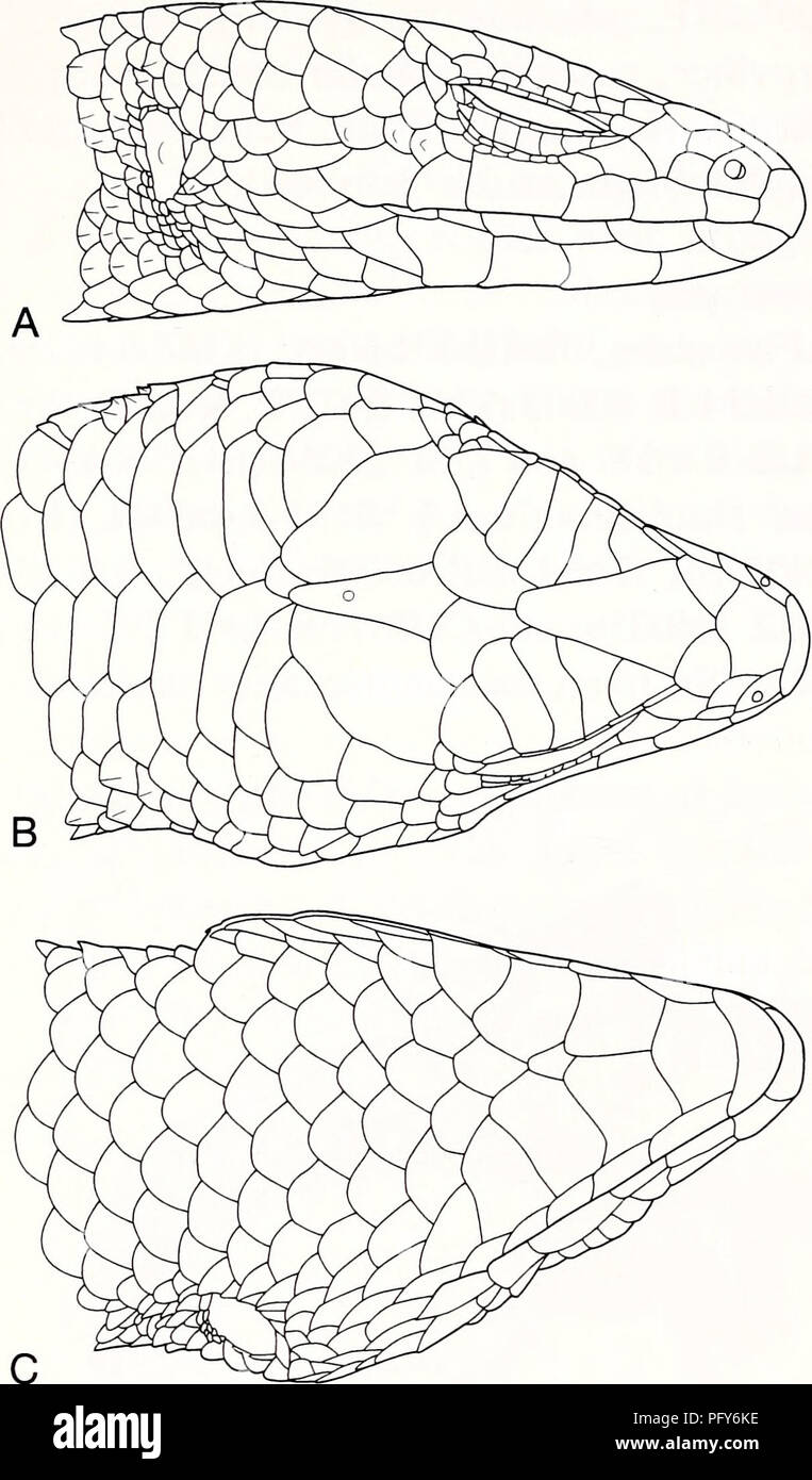 . Current herpetology. Reptiles; Herpetology. 12 Current Herpetol. 21(1) 2002. C Fig. 3. Lateral (A), dorsal (B), and ventral (C) views of head scales of Tropidophorus lati- scutatus sp. nov. (holotype, TNHM-R-60001). type, collected from 20 to 23 October 1996. Diagnosis A Tropidophorus with moderately depressed head, body, and tail; scales on dorsal surface of head smooth as a whole, but those in temporal region more or less keeled; fronto- nasal undivided; 6-7 superciliaries; paraver- tebral scales smooth or feebly keeled, twice as broad as neighboring scales; 58-63 paraver- tebral scales; d Stock Photo