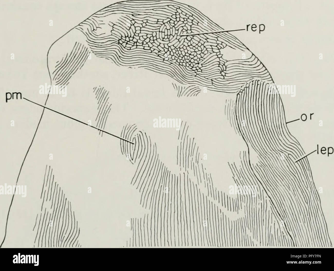Rostral ridges hi-res stock photography and images - Alamy