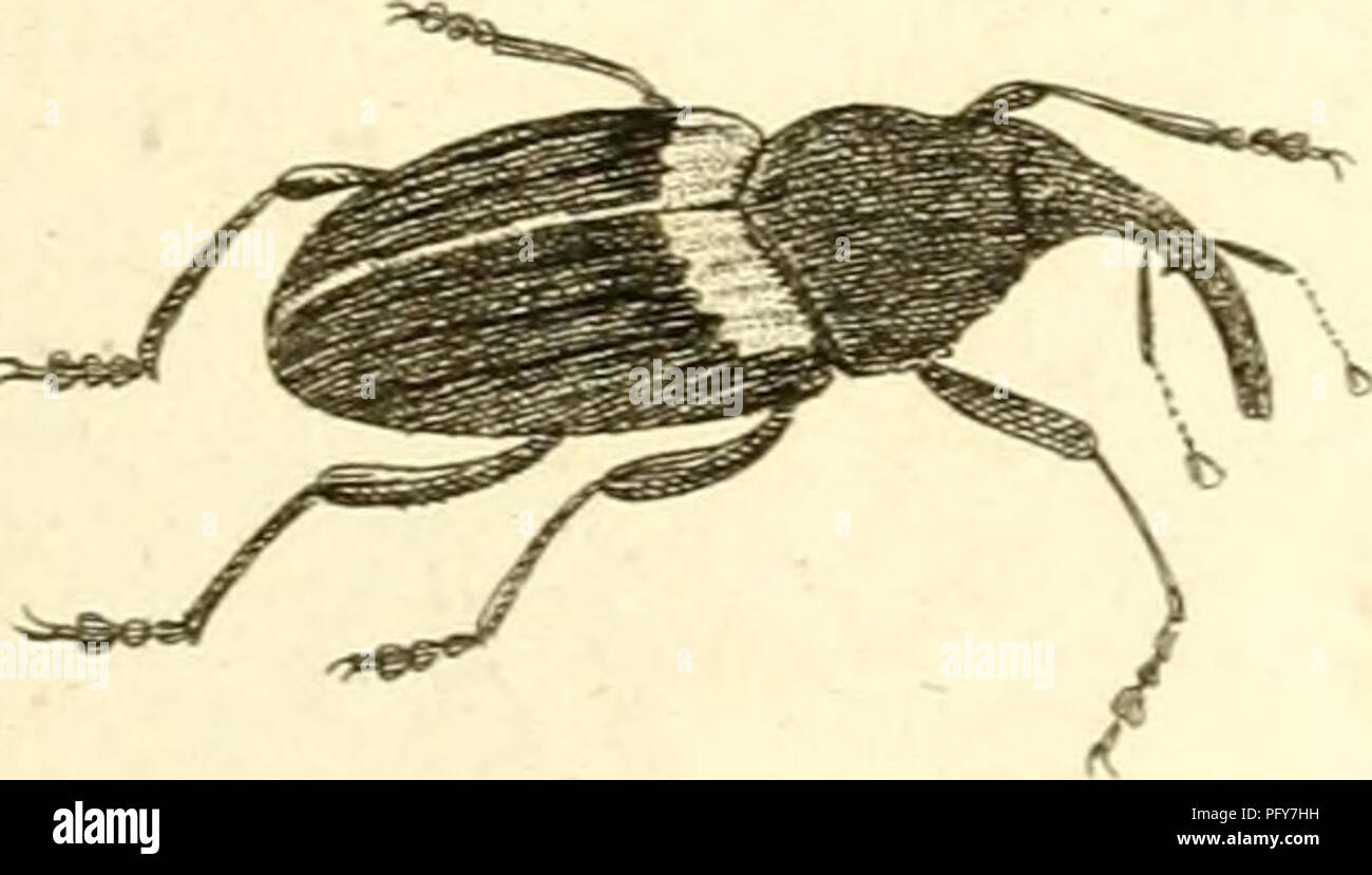 . [Curculionidae]. Curculionidae. ^- g 1 r.  $&gt; c^ n. Please note that these images are extracted from scanned page images that may have been digitally enhanced for readability - coloration and appearance of these illustrations may not perfectly resemble the original work.. Sturm, Jakob, 1771-1848; Panzer, Georg Wolfgang Franz, 1755-1829; Olivier, G. A. (Guillaume Antoine), 1756-1814; Spilman, T. J. , donor. DSI. [Germany? : s. n. Stock Photo