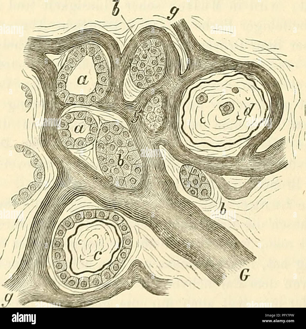 . Cursus der normalen Histologie zur EinfÃ¼hring in den Gebrauch des Mikroskopes, sowie in das practische Studium der Gewebelehre. Histology; Microscopy. 302 Die Ovoane. man es mit der anderen festhÃ¤lt. EmpfehlensA'-erth ist auch das Einlegen in frisch ausgekochtes Wasser, welches begierig Luft absorbirt. Sehr geeignet sind die frischen PrÃ¤parate um die elastischen Fasern der Lunge darzAistellen, da durch Zusatz von 1 procentiger Alkalilauge alle Ã¼brigen Theile zerstÃ¶rt werden kÃ¶nnen. An dem Verlaufe der elastischen Fasern kann man noch voll- kommen deutlich die Anordnung der Alveolen et Stock Photo