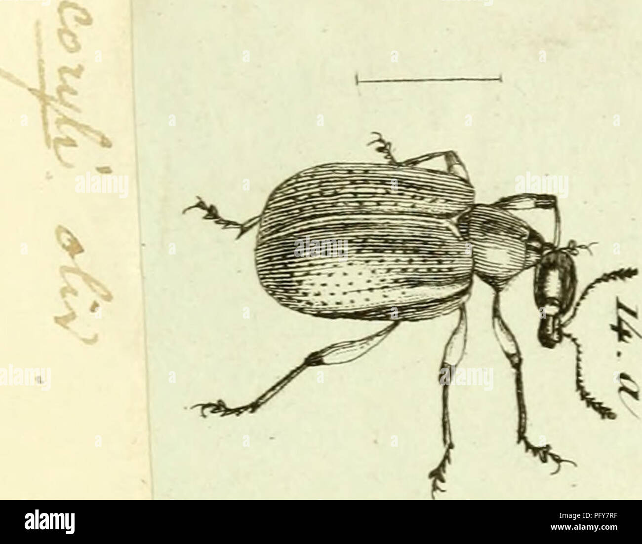 . [Curculionidae]. Curculionidae. ^ V 11 tfik e:&gt;. ^ ^ ^ .&lt; &lt; fV ^ &lt;. Please note that these images are extracted from scanned page images that may have been digitally enhanced for readability - coloration and appearance of these illustrations may not perfectly resemble the original work.. Sturm, Jakob, 1771-1848; Panzer, Georg Wolfgang Franz, 1755-1829; Olivier, G. A. (Guillaume Antoine), 1756-1814; Spilman, T. J. , donor. DSI. [Germany? : s. n. Stock Photo
