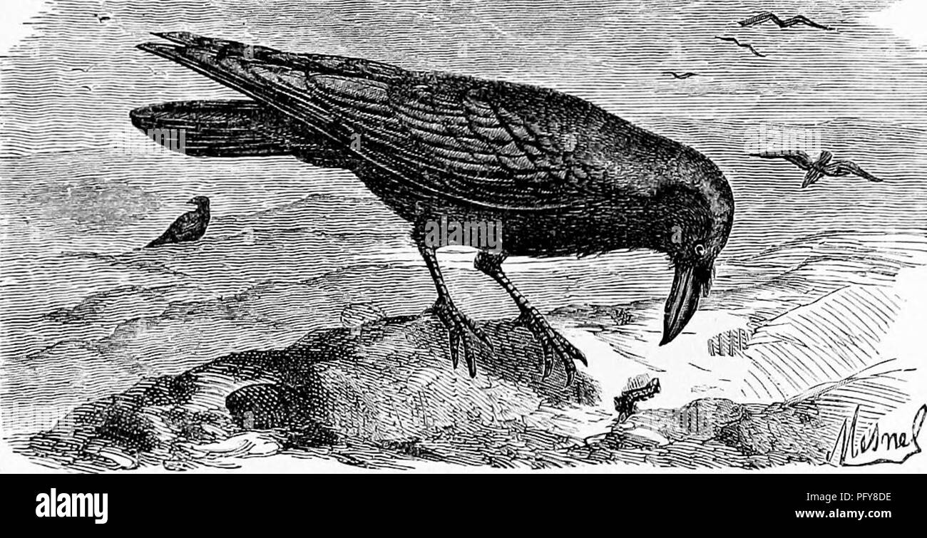Crow Description Visiting birds Black and White Stock Photos & Images - Alamy