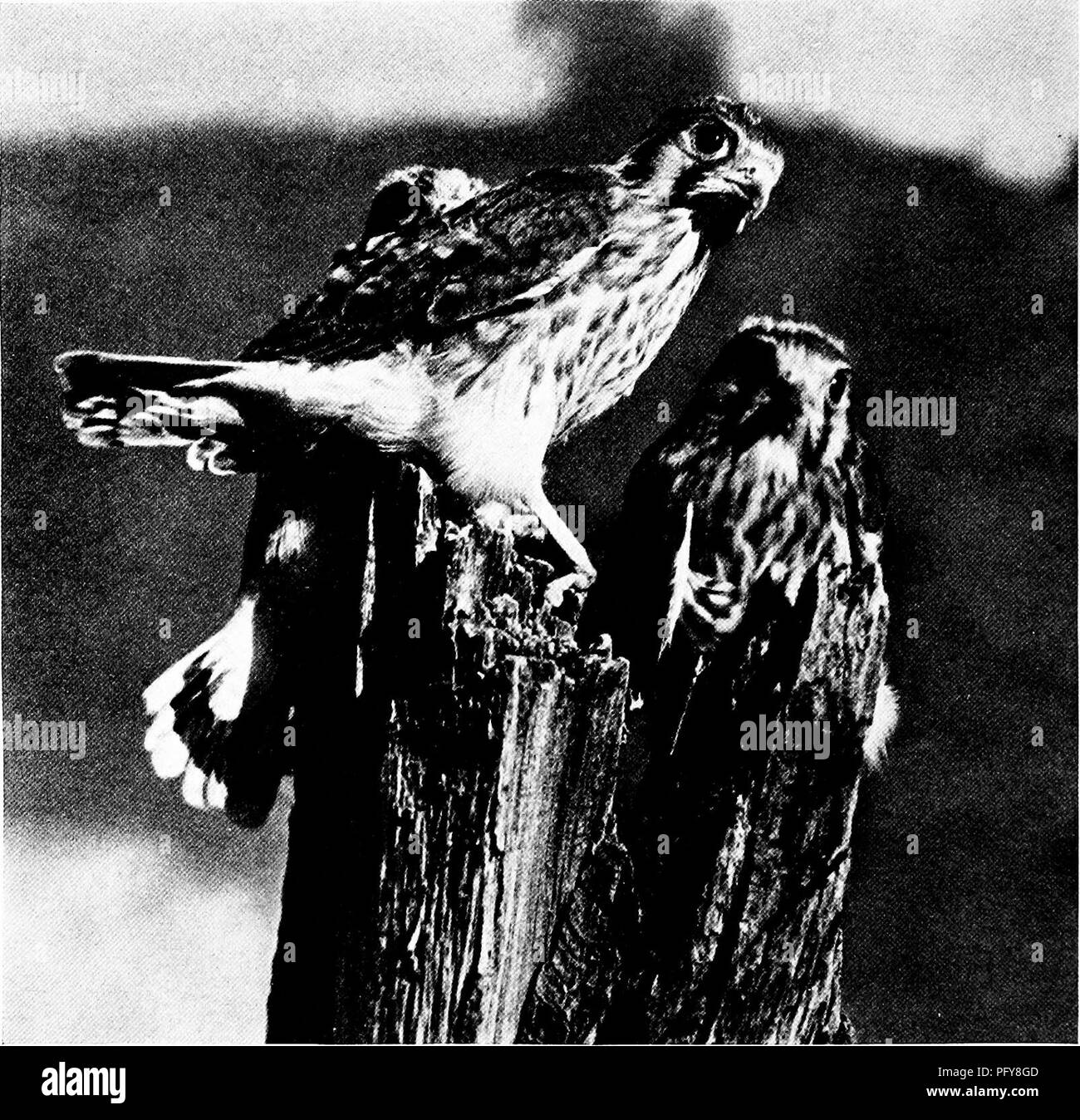 This article from *National Geographic* highlights the young sparrow hawks in Jackson Hole, Wyoming. Not yet capable of hunting, they rely on their parents for food. These hawks play an important ecological role by controlling insect populations and benefiting local farming practices. Stock Photo
