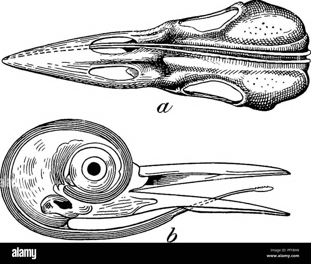 . Food of the woodpeckers of the United States . Woodpeckers. Fig. 1.—Tongues of woodpeckers. From these considerations it is at once apparent how important must be any agency that restrains or limits this great army of tree destroyers. Of all birds that further the welfare of trees, whether of forest or orchard, woodpeckers are the most important. The value of their work in dollars and cents is impossible to cal- culate, but careful study of their food in both field and laboratory has brought out many facts of practical importance. Woodpeckers are essentially arboreal in their habits and obta Stock Photo