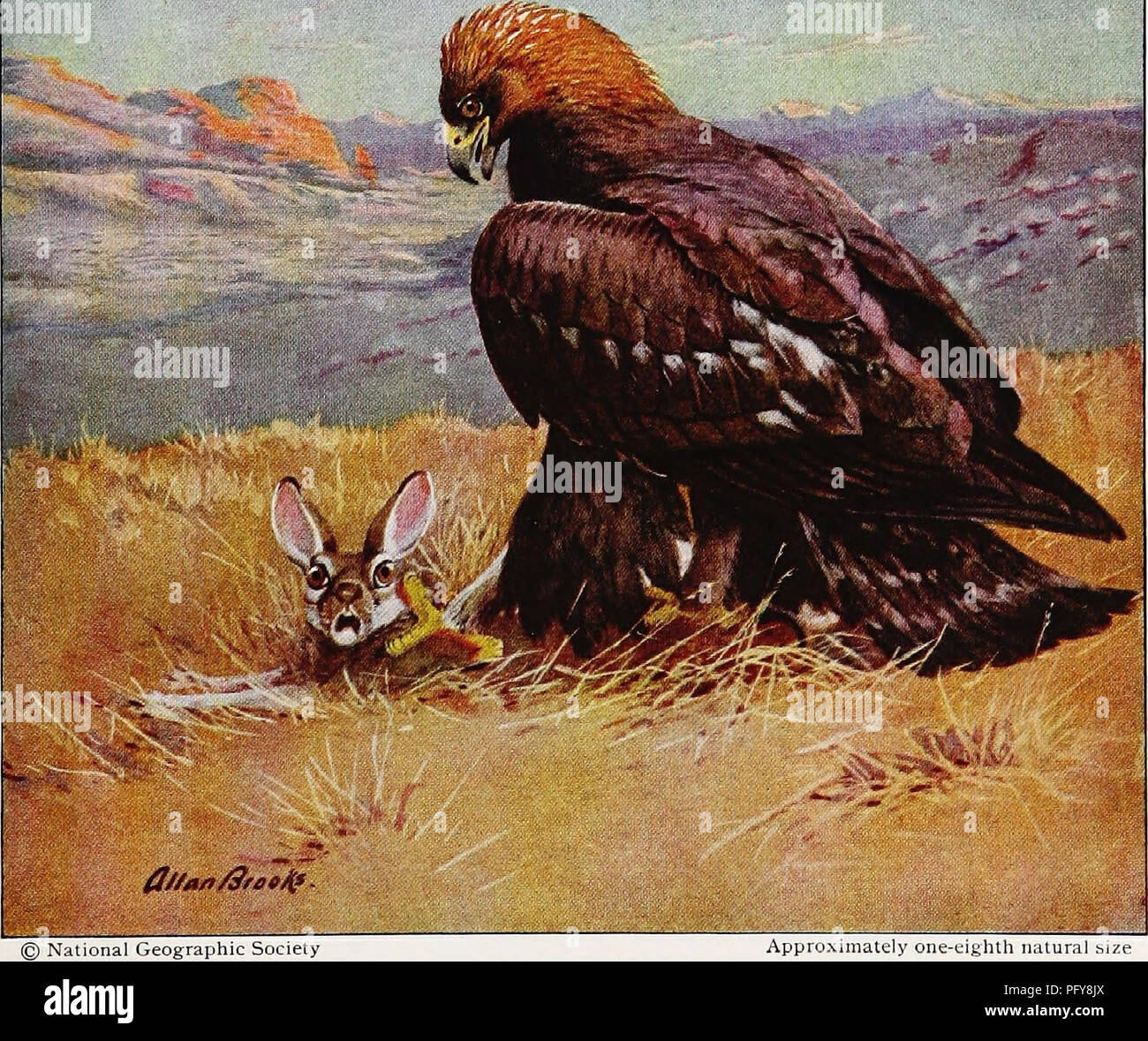 Articles About Birds From National Geographic Magazine