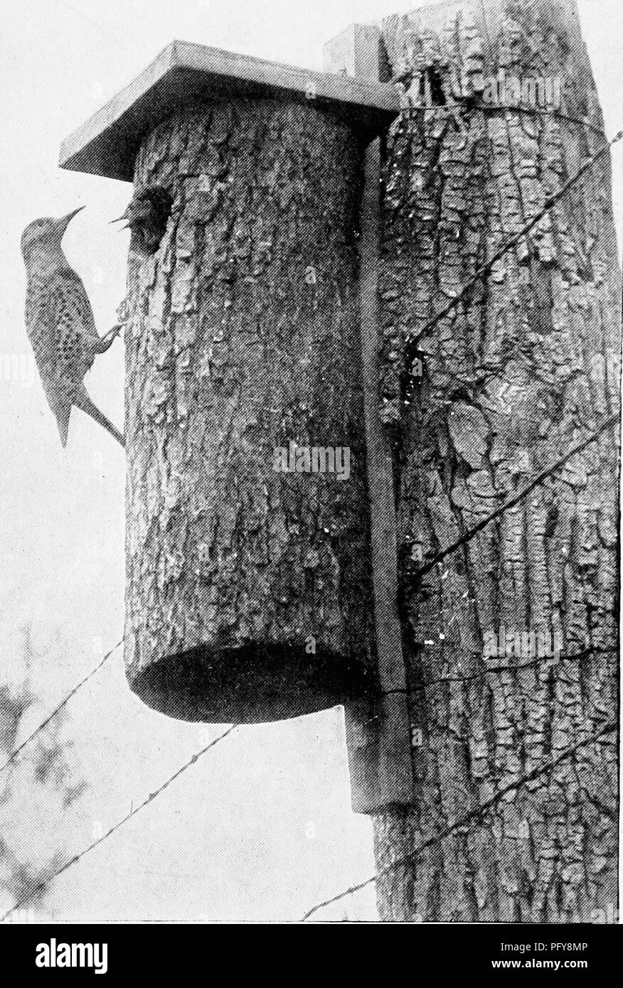 . [Articles about birds from National geographic magazine]. Birds ...