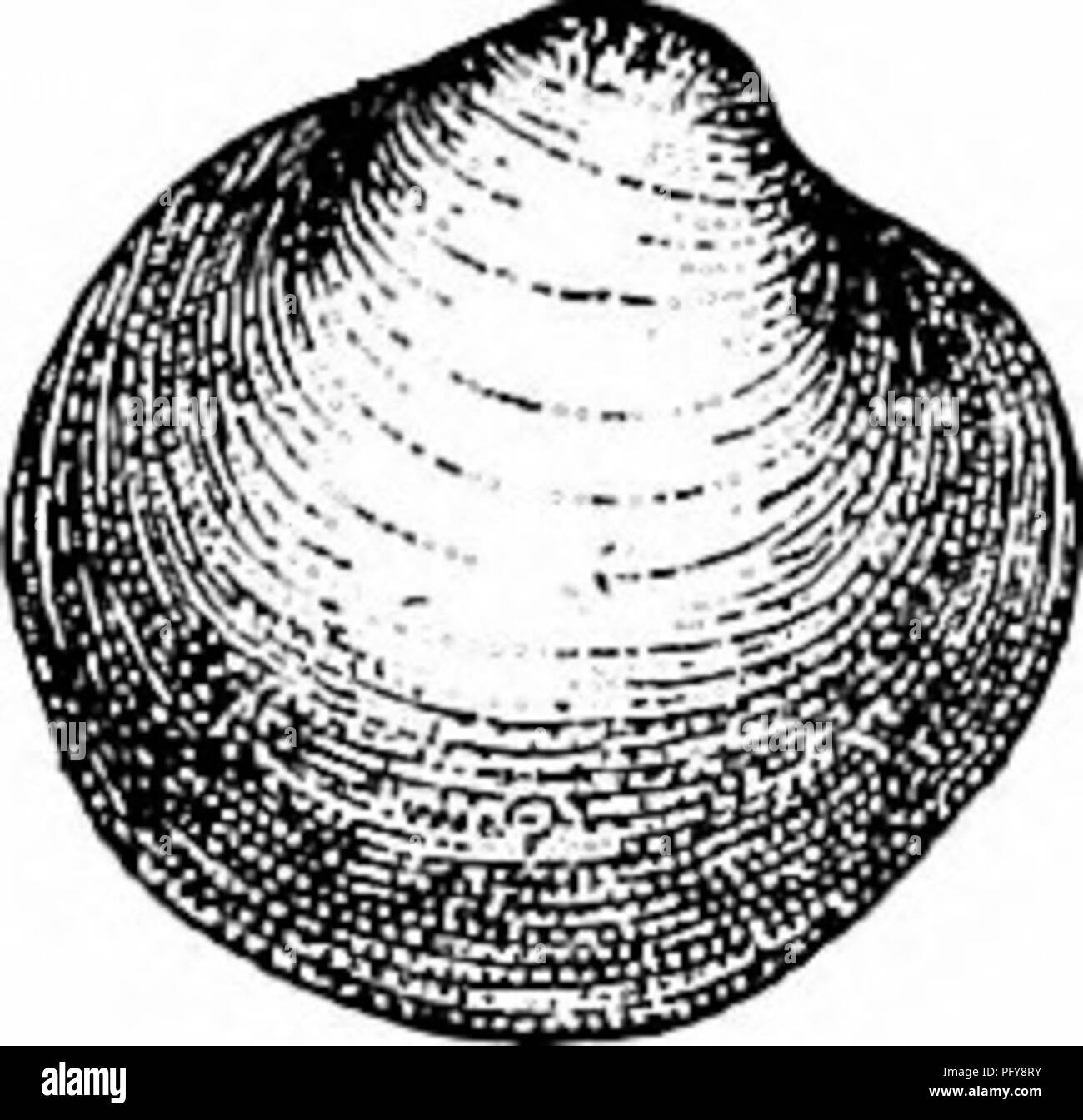 . Fresh-water biology. Freshwater biology. This group has a general distribution. The prominent beaks with the distinctly mari^ed nepeonic shell are the distinctive feature, but in some species these are lacking. The thin, rounded, polished shell is, however, quite characteristic. E.xample, M. partumeium Say (Fig. Fig. 1530. 171 (172) Shell subrhomboidal, thin, moderately inflated, with the posterior side longer; cardinal teeth feeble, only one in each valve. Eupera Bourguignat. A tropical group, of which two or three species occur in Florida, Ala- bama, and Te.xas. The rhomboidal shape is cha Stock Photo