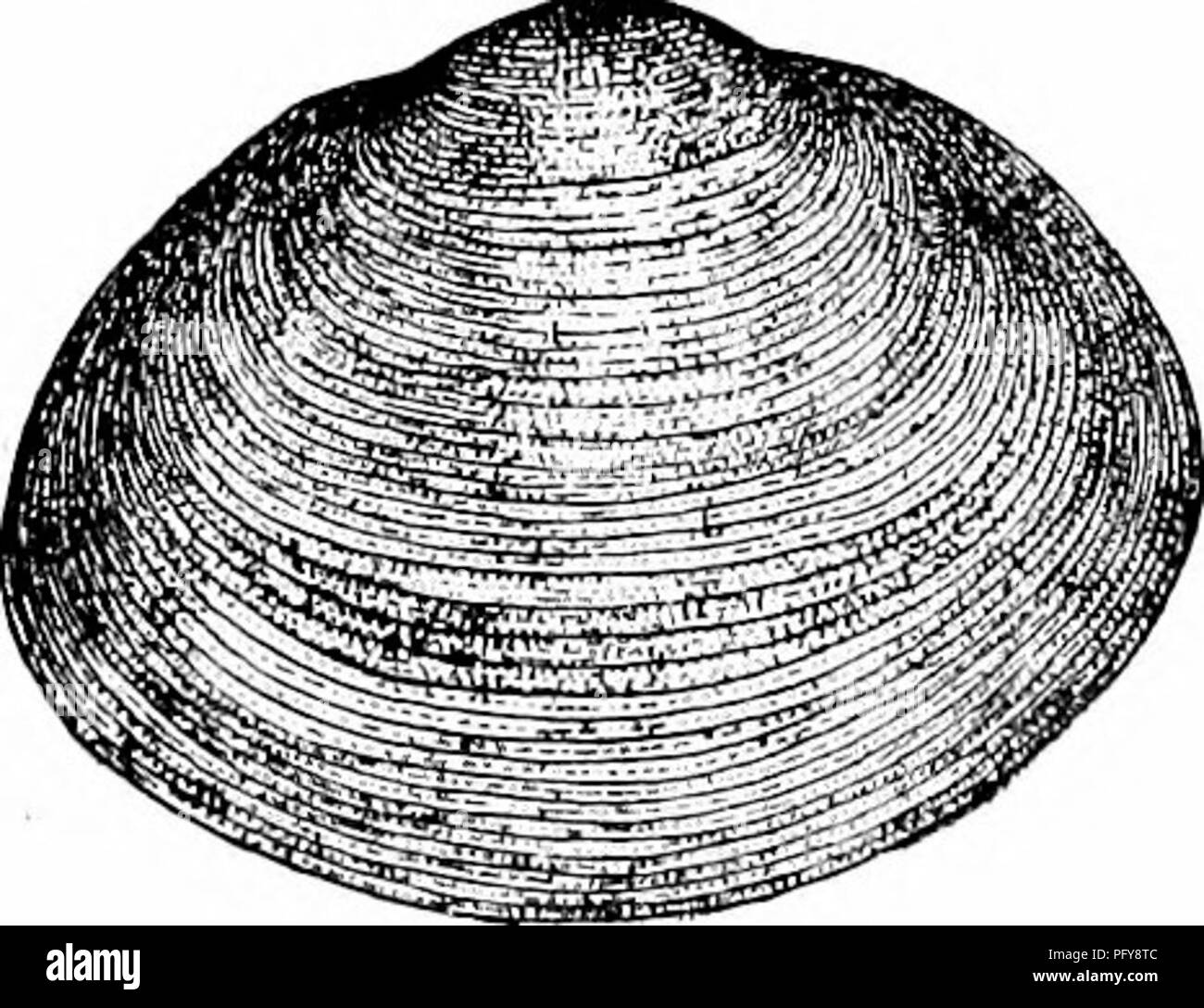 . Fresh-water biology. Freshwater biology. Fig. 1527. 167 (168) Shell porcellanous, subtrigonal, thick, and solid; ligament external; hinge with true cardinal teeth and with both anterior and posterior laterals; pallial line with a distinct sinus. Family Cyrenid,e. Only a single genus Cyrena Lamarck. Represented in our fresh-water fauna by a single species, C. cdfoliucnsis Bosc (Fig. 1528), found in streams and brackish water near the coast from South Carohna to Texas. tir 1S2S 16S (173) Shell non-nacrcous, usually small and thin; hinge with cardinal and both anterior and posterior lateral te Stock Photo