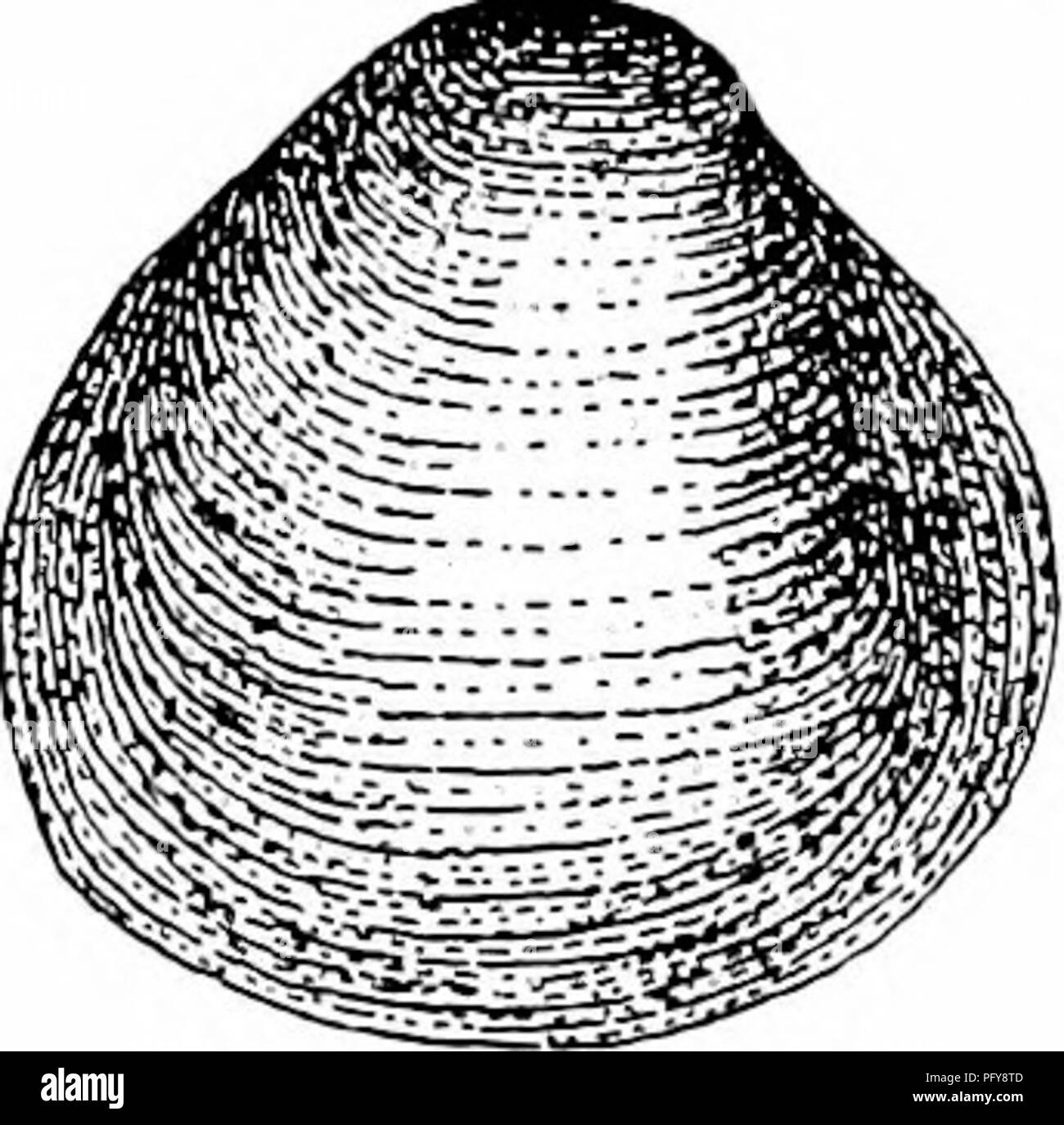 . Fresh-water biology. Freshwater biology. Fig. 1527. 167 (168) Shell porcellanous, subtrigonal, thick, and solid; ligament external; hinge with true cardinal teeth and with both anterior and posterior laterals; pallial line with a distinct sinus. Family Cyrenid,e. Only a single genus Cyrena Lamarck. Represented in our fresh-water fauna by a single species, C. cdfoliucnsis Bosc (Fig. 1528), found in streams and brackish water near the coast from South Carohna to Texas. tir 1S2S 16S (173) Shell non-nacrcous, usually small and thin; hinge with cardinal and both anterior and posterior lateral te Stock Photo