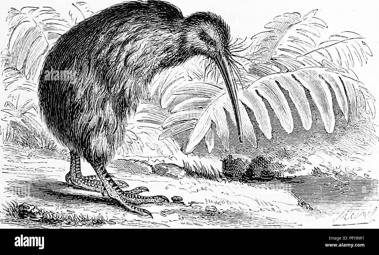 . Reptiles and birds. A popular account of the various orders; with a description of the habits and economy of the most interesting. Birds; Reptiles. THE APTEEYX. 395 than the last-mentioned bird, and manifests some attachment to its master. It is an excellent and useful acquisition to man, for its flesh being of an agreeable flavour, is much esteemed. The few specimens which have been brough tto Europe seem to have been readily acclimated, for they have bred. Kivi-Kivi, or Apteryx (Fig. 157), so called from the Greek wTTTepov, &quot; wingless,&quot; is a singular bird, bearing but little rese Stock Photo