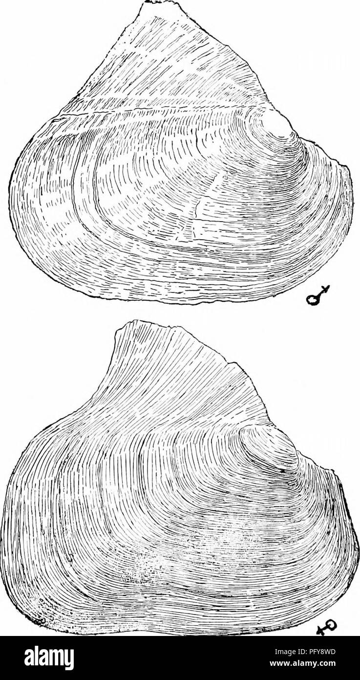 Dorsal Spines Black and White Stock Photos & Images - Alamy