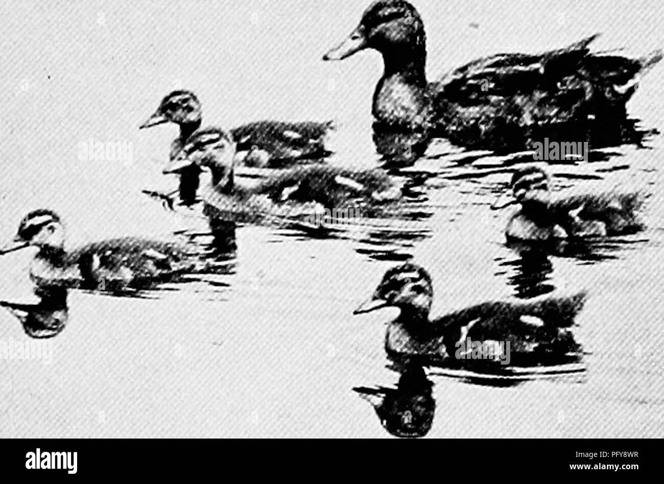 This article from National Geographic discusses bird banding as a ...