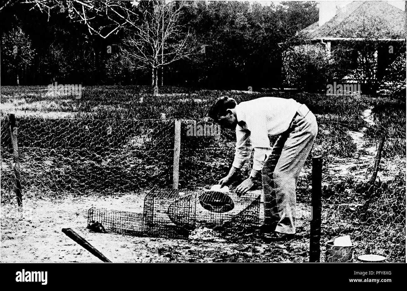 . [Articles about birds from National geographic magazine]. Birds. BIRD BANDING, THE TELLTALE OF MIGRATORY FLIGHT 113. photograph from S. Prentiss Baldwin AN AUTOMATIC TRAP THAT WORKS Air. S. Prentiss Baldwin (see text, page 95) is driving the birds into a small &quot;gathering cage,&quot; which enables the bander to take the birds in hand without the difficulty and danger to them that are attendant on their seizure in the traps. ./&lt; 1' I j.'-&lt;&amp;i, &lt;'.. Please note that these images are extracted from scanned page images that may have been digitally enhanced for readability - color Stock Photo