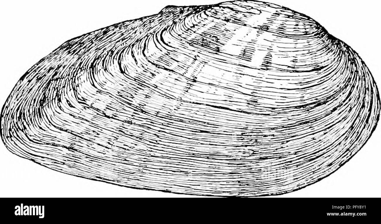 This section of freshwater biology focuses on the species of mussels in ...