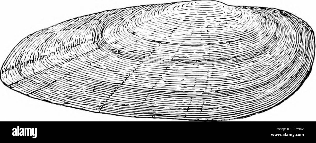 . Fresh-water biology. Freshwater biology. Fig. i4g3. 124 (125) Shell smooth, elongated, rather thin, inequilateral, compressed; epidermis shining, often rayed; a single, imperfect pseudo- cardinal in each valve and sometimes vestiges of laterals. Lastcna Raiinesque. Only a single species is known, L. lata Kaf. (Fig. 1494; X !&gt;), and is found in the Ohio, Cumberland, and Ten- nessee river systems. Fig.1494. 125 (126) Shell smooth, elongated, subtriangular, with usually a high, sharp posterior ridge; hinge with a rudimentary pseudocardinal and lateral in each valve Gonidea Conrad. This genus Stock Photo