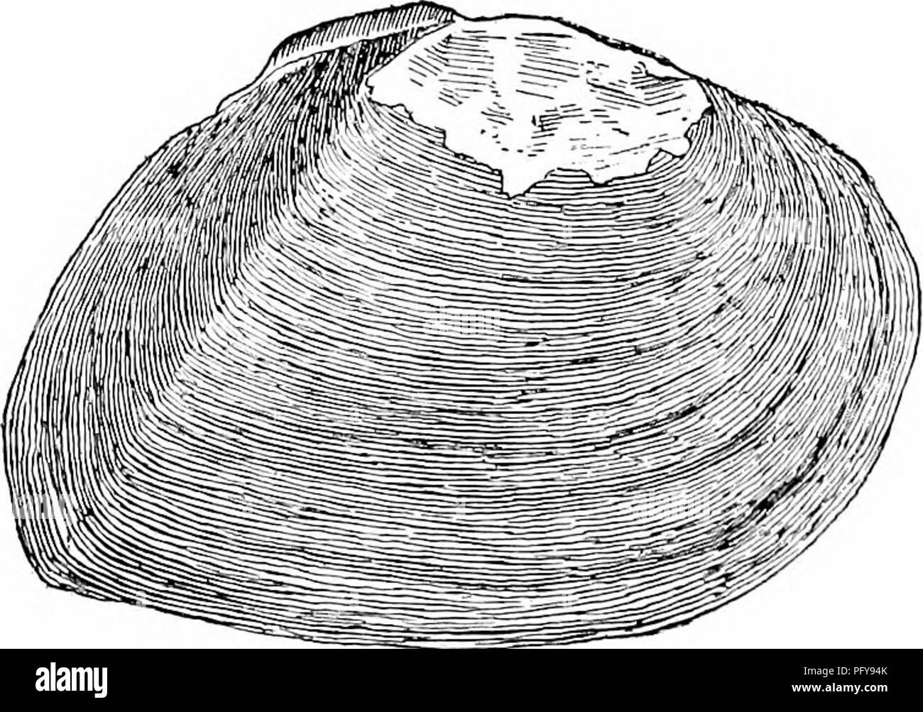 Middle gills hi-res stock photography and images - Alamy