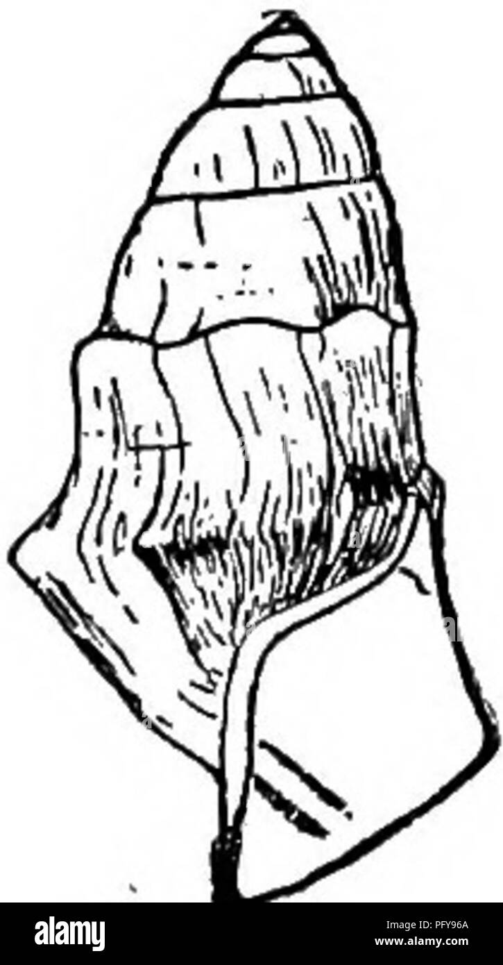 . Fresh-water biology. Freshwater biology. Fig. 1469. 92 (94) Shell globose-conic; columella callously thickened above and below; aperture shortly channeled below. Lithasia Haledman . 93 The Lilhasiae form a very distinct group characterized by the colu- mella thickened by deposits of callus above and below and the short canal at its base. With the exception of three species, which extend as far north as the Wabash River, Indiana, the group is restricted to Ken- tucky, Tennessee, and Alabama. Type, L. geniculala Con. (Fig. 1470). Fig. 1470. y3 Shell similar to Lithasia, but with the basal cana Stock Photo