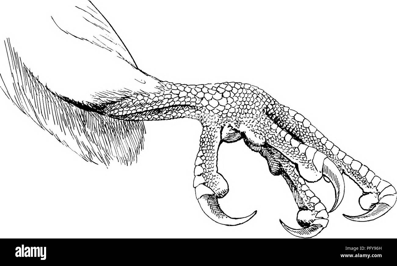 Articles About Birds From National Geographic Magazine