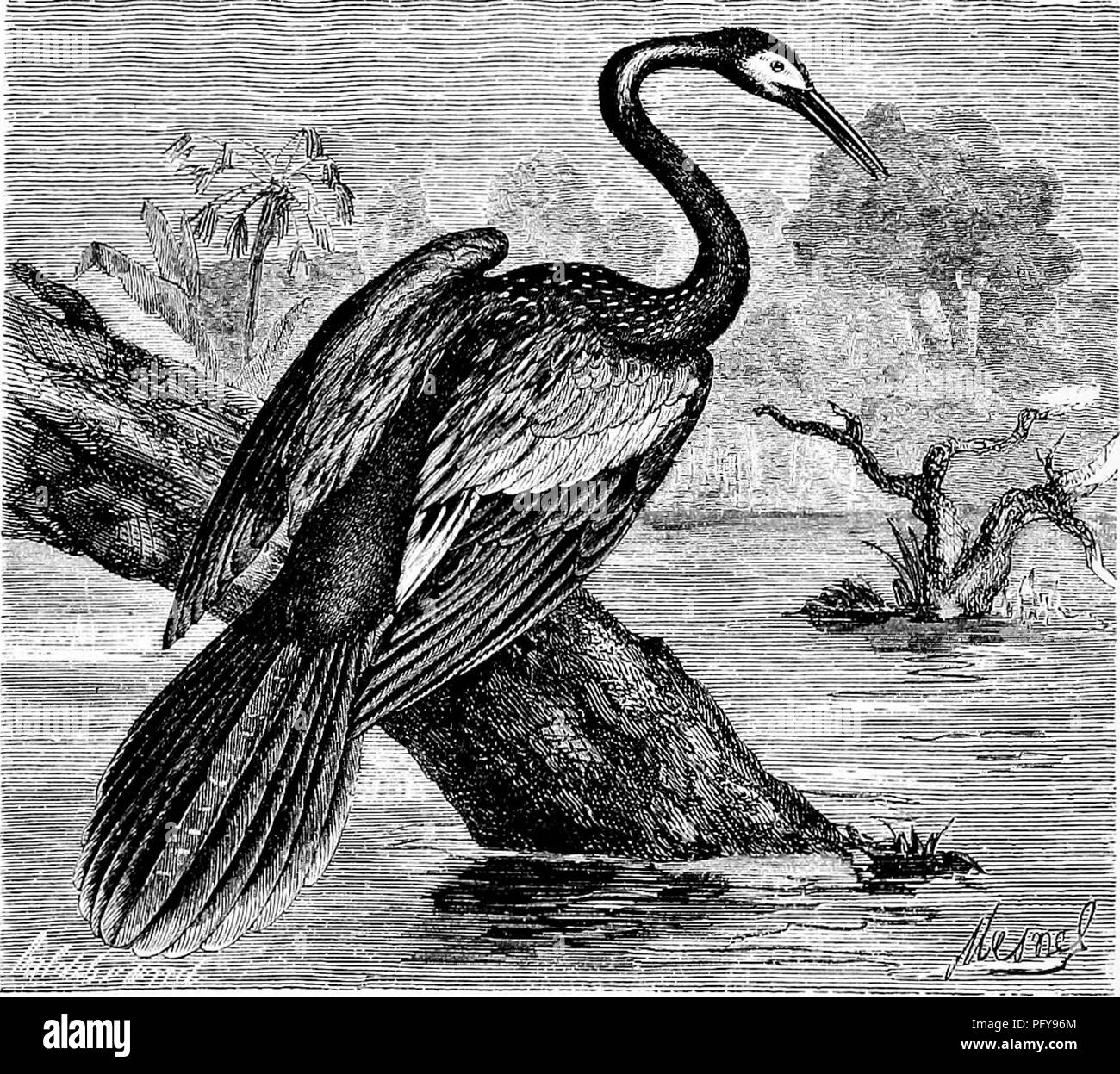 Reptiles And Birds A Popular Account Of The Various Orders With A Description Of The Habits And Economy Of The Most Interesting Birds Reptiles 282 Ducks Geese Swans And Pelicans Indentations