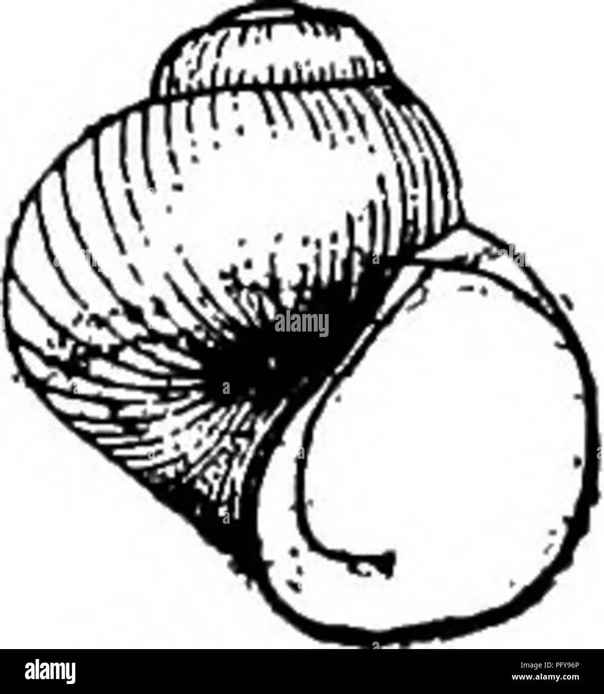 Conic shell hi-res stock photography and images - Alamy