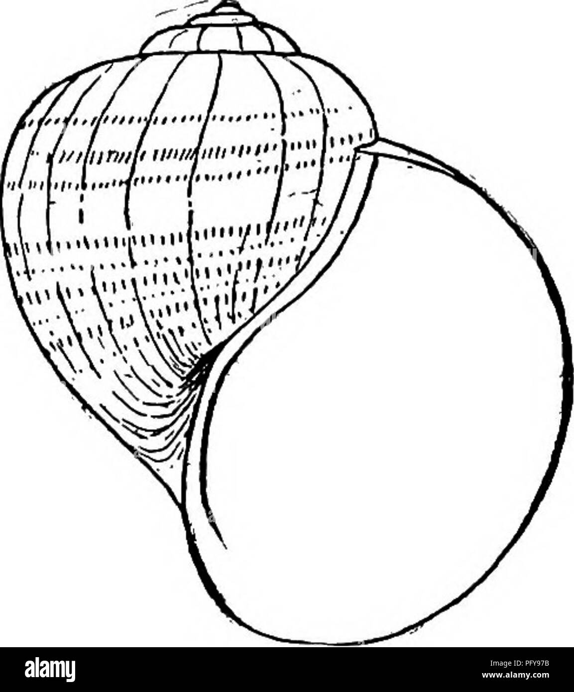 . Fresh-water biology. Freshwater biology. THE MOLLUSCA 987 65 (66) Shell large, globose-turbinate; umbilicate; operculum corneus, con- centric. Animal with the respiratory chamber divided into two parts, one being the lung and the other containing a gill. Family Ampullaeiidae. Only a single genus Ampullaria Lamarck.. The Ampullarias are the largest of our fresh- water snails. Two or three species occur in Georgia and Florida. Example, A. paludosa Say, (Fig. 1448). Fio. 1448. 66 (71) Shell of moderate size, dextral, turbinate, imperforate, or subperforate; operculum corneus. Animal branchifero Stock Photo