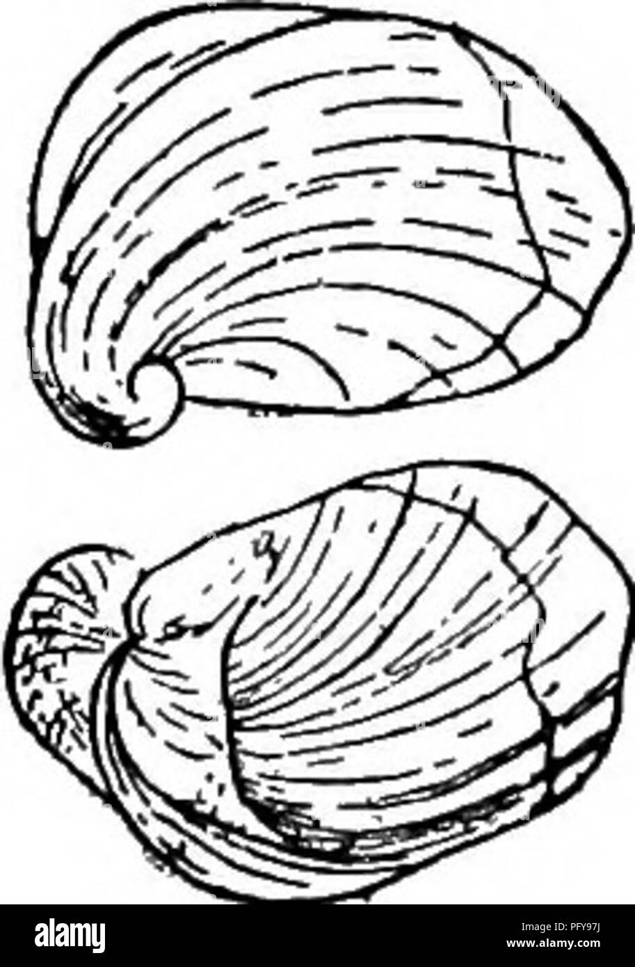 . Fresh-water biology. Freshwater biology. 986 FRESH-WATER BIOLOGY 59 (60) Shell large, thick and solid; apex smooth Lanx Clessin. This genus is restricted to the Pacific coast and is distinguished by the large size and thick soUd shells. Type, L. newberryi Lea.. (Fig. 1443). Fig. 1443. 60 (61) Shell ancyliform, small, thin, with a septum across the apical portion of the interior Gundlachia Pfeifier. This very remarkable and pecuUar genus has a general but very local distribution from the Atlantic to the Pacific. Example, G. meekiana Stimp., (Fig. 1444; X 6), from the Eastern States. Fig. 1444 Stock Photo