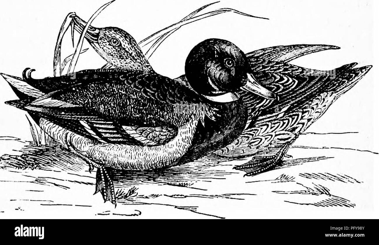 . Reptiles and birds. A popular account of the various orders; with a description of the habits and economy of the most interesting. Birds; Reptiles. 232 DUCKS, GEESE, SWANS, AND PELICANS. The Common Duck, or Mallard. English Synoktms.—Mallard: McGillivray, Jenyns. Common Wild Duck: Montagu, Selby. Latest Synonym.—Anas hoschas: Linn., Latham, Jenyns, Bonaparte, Temminck. Eeench Synonym.—Canaird sauvage: Temminck. The plumage of the &quot;Wild Duck is dense and elastic. The head, throat, and upper part of the neck of the male are adorned with hues of a bright emerald green, shot with violet; it Stock Photo
