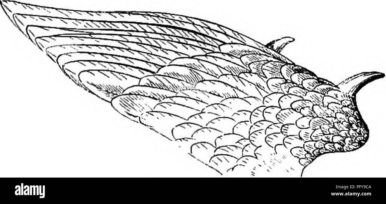 . Reptiles and birds. A popular account of the various orders; with a description of the habits and economy of the most interesting. Birds; Reptiles. Kg. 48. the feathers; when long, they are stretched out beneath or behind the tail, which is more or less expanded, and helps to support the body in the air, as well as, by acting in the manner of a Eig. 49. rudder, to change its direction, or, by being expanded, to break its descent.&quot; The wings of birds are acute or obtuse. The more angular the. Fig. 60. wing of birds—that is to say, the longer the feathers on the edge of the wing—the more  Stock Photo