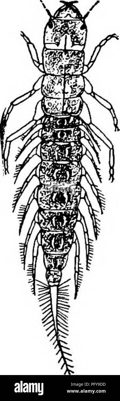 Oars Insect Image . Fresh-water biology. Freshwater biology. Fig. 1367. The larva of the ...