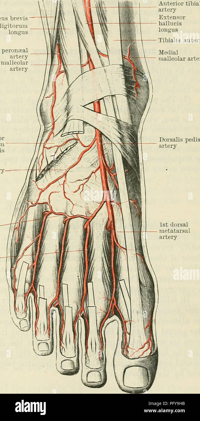 . Cunningham's Text-book of anatomy. Anatomy. THE ANTEKIOK TIBIAL AETEEY. 957 (7) The lateral anterior malleolar branch, more constant and larger than the medial, passes laterally, posterior to the extensor digitorum longus and peronseus tertius, towards the lateral malleolus. It anastomoses with the perforating branch of the peronseal artery and with the tarsal artery, and supplies the ankle-joint and the adjacent articulations. Dorsalis Pedis Artery.—The dorsal artery of the foot is the direct continuation of the anterior tibial; it commences opposite the front of the ankle-joint, and extend Stock Photo