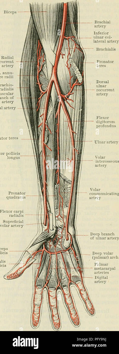 . Cunningham's Text-book of anatomy. Anatomy. THE ULNAE AETEEY. 921 Relations of the third part.—The third part of the radial artery passes volarwards, between the two heads of the first dorsal interosseous muscle, to reach the palm, where it turns ulnarwards, deep to the proximal oblique part of the adductor muscle of the thumb, and, after passing through the proximal Biceps Radial recurrent artery Lig. annu- lare radii Brachio- radialis Muscular branch of artery Radial artery Pronator tere Flexor pollicis longus fibres of the transverse part of the adductor pollicis, or between the ad- jacen Stock Photo