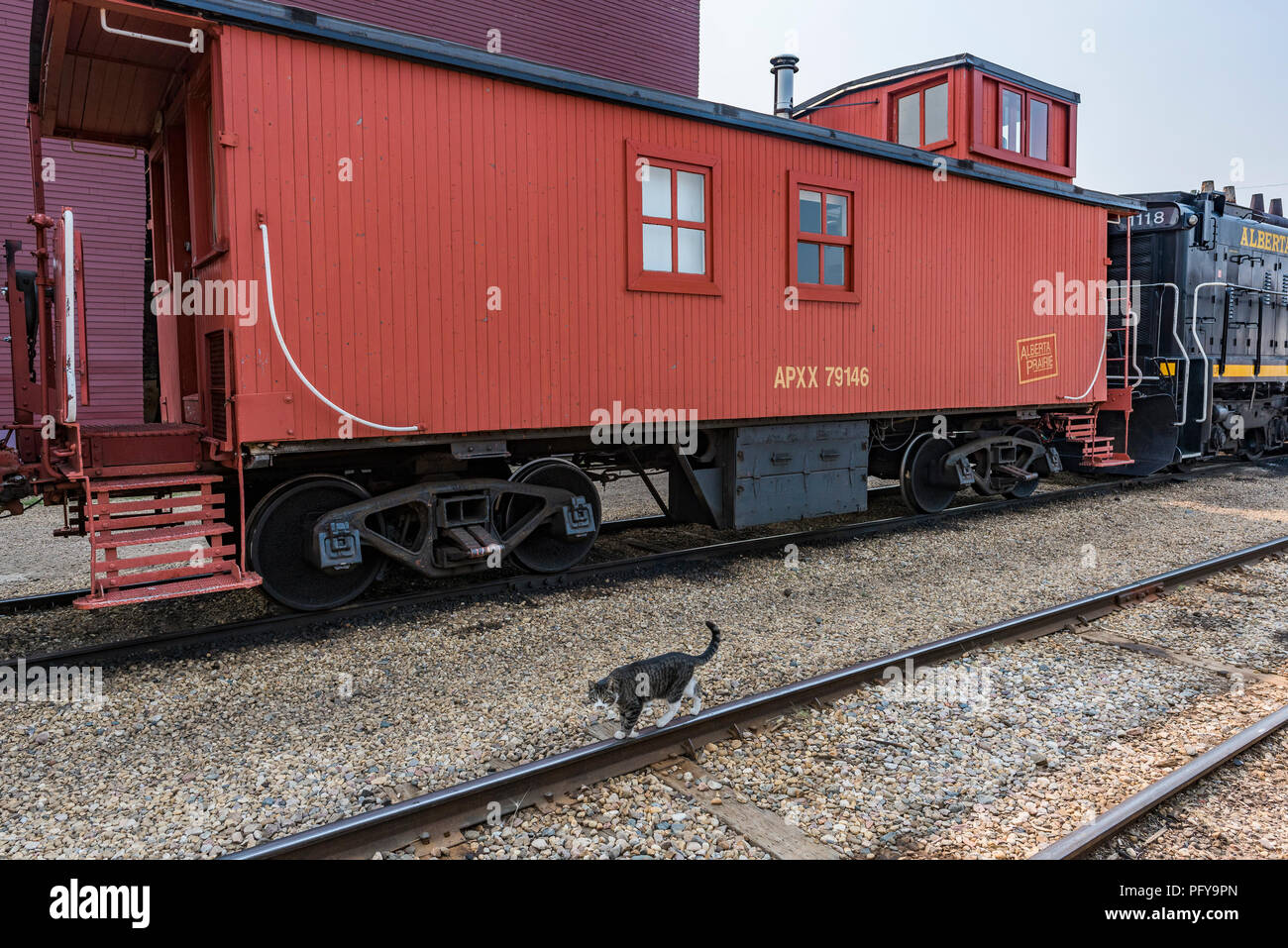 Cat on train tracks, Stettler, Alberta, Canada. Stock Photo