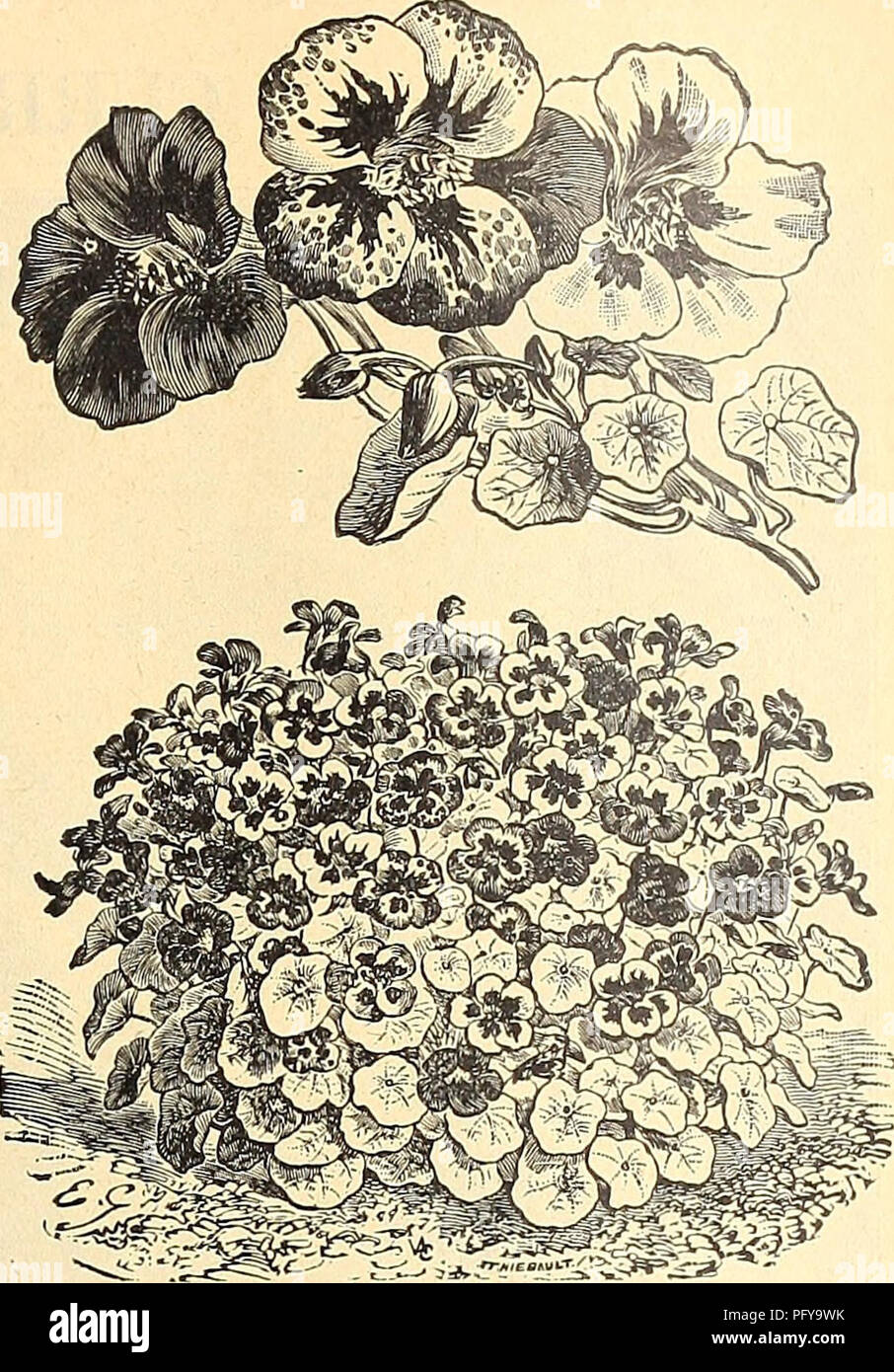 . Currie's farm & garden annual spring 1922 47th year. Flowers Seeds