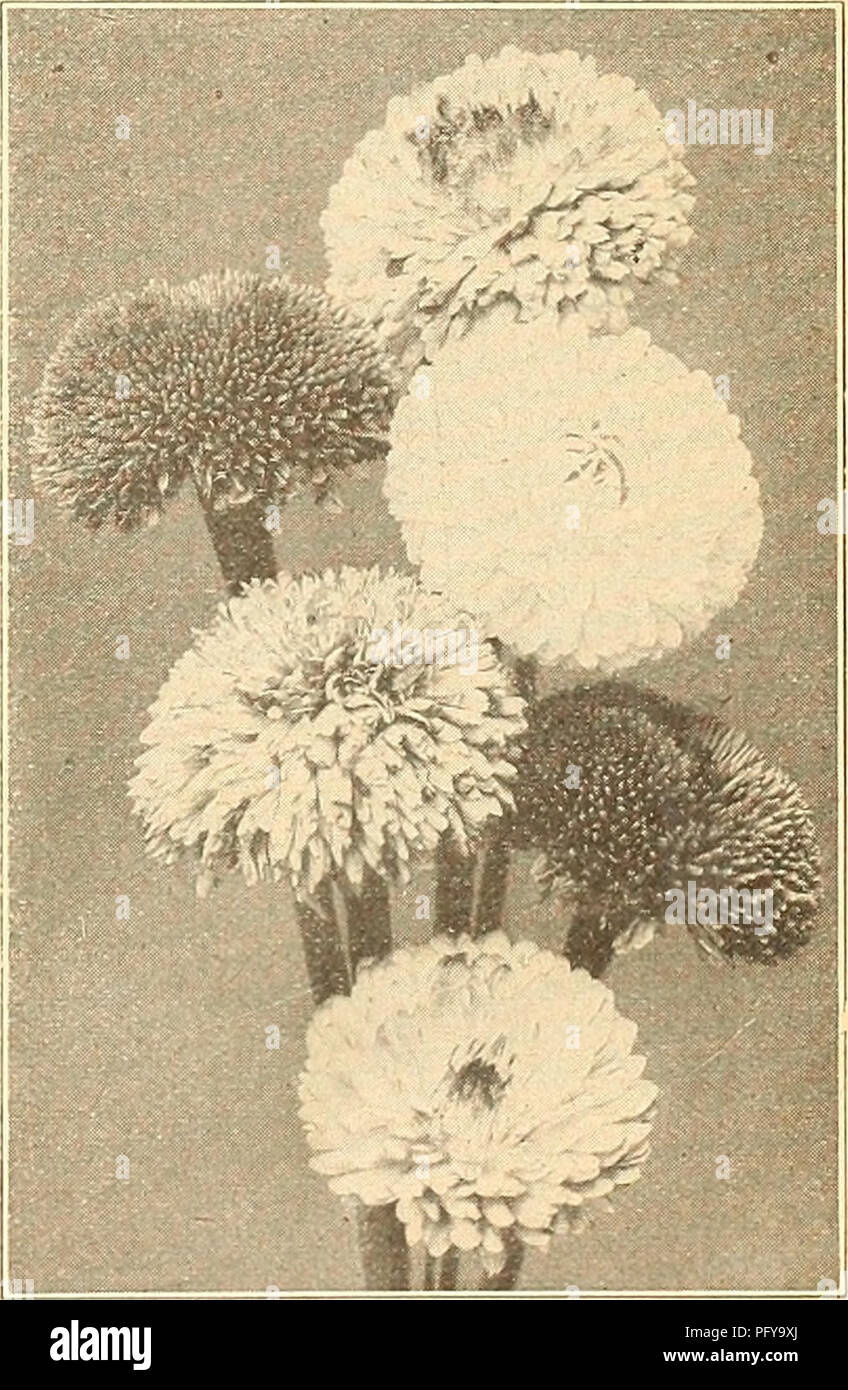 . Currie's farm and garden annual : spring 1924 49th year. Flowers Seeds Catalogs; Bulbs (Plants) Seeds Catalogs; Vegetables Seeds Catalogs; Nurseries (Horticulture) Catalogs; Plants, Ornamental Catalogs; Gardening Equipment and supplies Catalogs. G. Alba—Pure white. Mixed, Vi oz. 15c. RHODANTHE. Finest Mixed Colors, Vi oz. 35c. HELICHRYSUM. Fireball—Bright crimson Helichrysnm. Monstrosum, Double Red, Double Yel- low, Double White, each M. Double, Finest Mixed, % oz. 30c. . XERANTHEMUM. Double Finest Mixed, % oz. 30c. Double Daisies.. Please note that these images are extracted from scanned pa Stock Photo