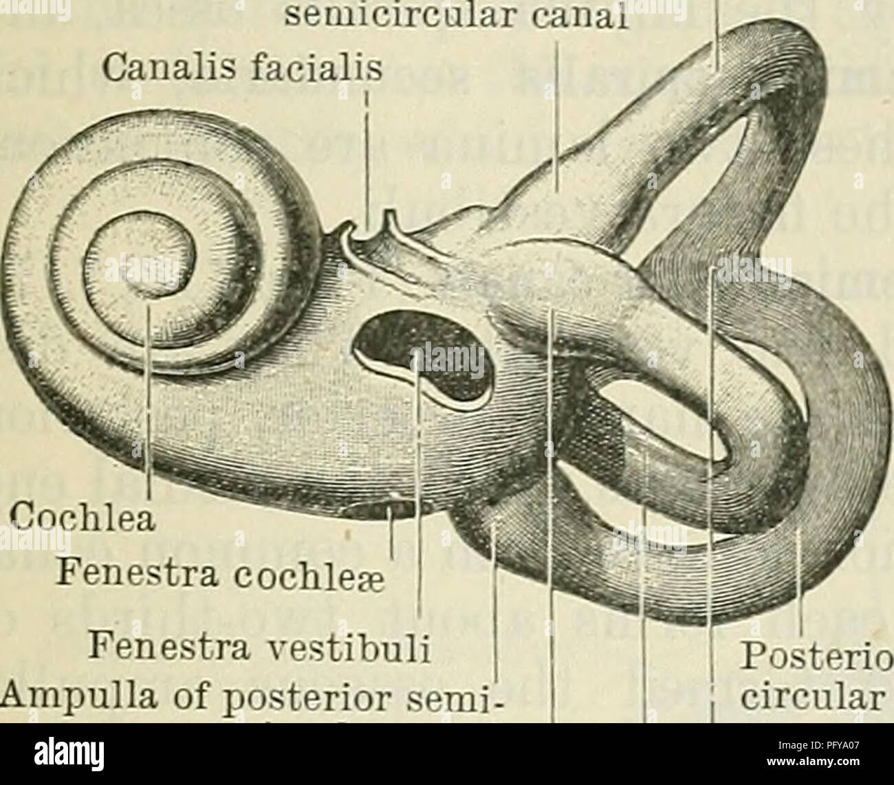 . Cunningham's Text-book of anatomy. Anatomy. OSSEOUS LABYBINTH. 84J AUEIS INTEKNA. The internal ear or essential part of the organ of hearing is situated in the substance of the petrous part of the temporal bone, and consists of two sets of structures, viz.: (1) a series of passages hollowed out of the bone and constituting the osseous labyrinth; these are continuous with each other, and are named Superior semicircular canal Ampulla of superior sernicircular canal Canalis facialis. Kecessus ellipticus Crista vestibuli Recessus spha?ricus Cochlea Fenestra cochlea; Fenestra vestibuli Ampulla of Stock Photo