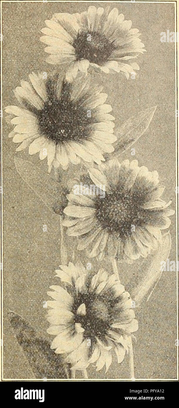 . Currie's farm &amp; garden annual : spring 1922 47th year. Flowers Seeds Catalogs; Bulbs (Plants) Seeds Catalogs; Vegetables Seeds Catalogs; Nurseries (Horticulture) Catalogs; Plants, Ornamental Catalogs; Gardening Equipment and supplies Catalogs. GAILLARDIA One of the best annuals for bedding, being- a constant bloomer and presenting quite a diversity of colors. For cut bloom in vases the Gaillardlas are equalled by very fevv^ annuals. Pkt. Annual Varieties, all Colors Mixed—Per Vi oz. 20c 5 PIcta Lorenziana—A fine double annual variety, with heads 2 inches in diam- eter. H. H. A. 14 oz. 25 Stock Photo