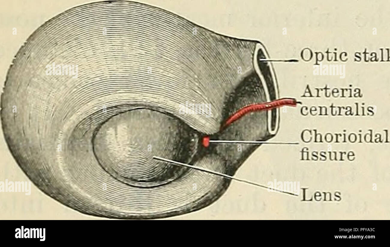 . Cunningham's Textbook of anatomy. Anatomy. Optic MgS vesicle' u