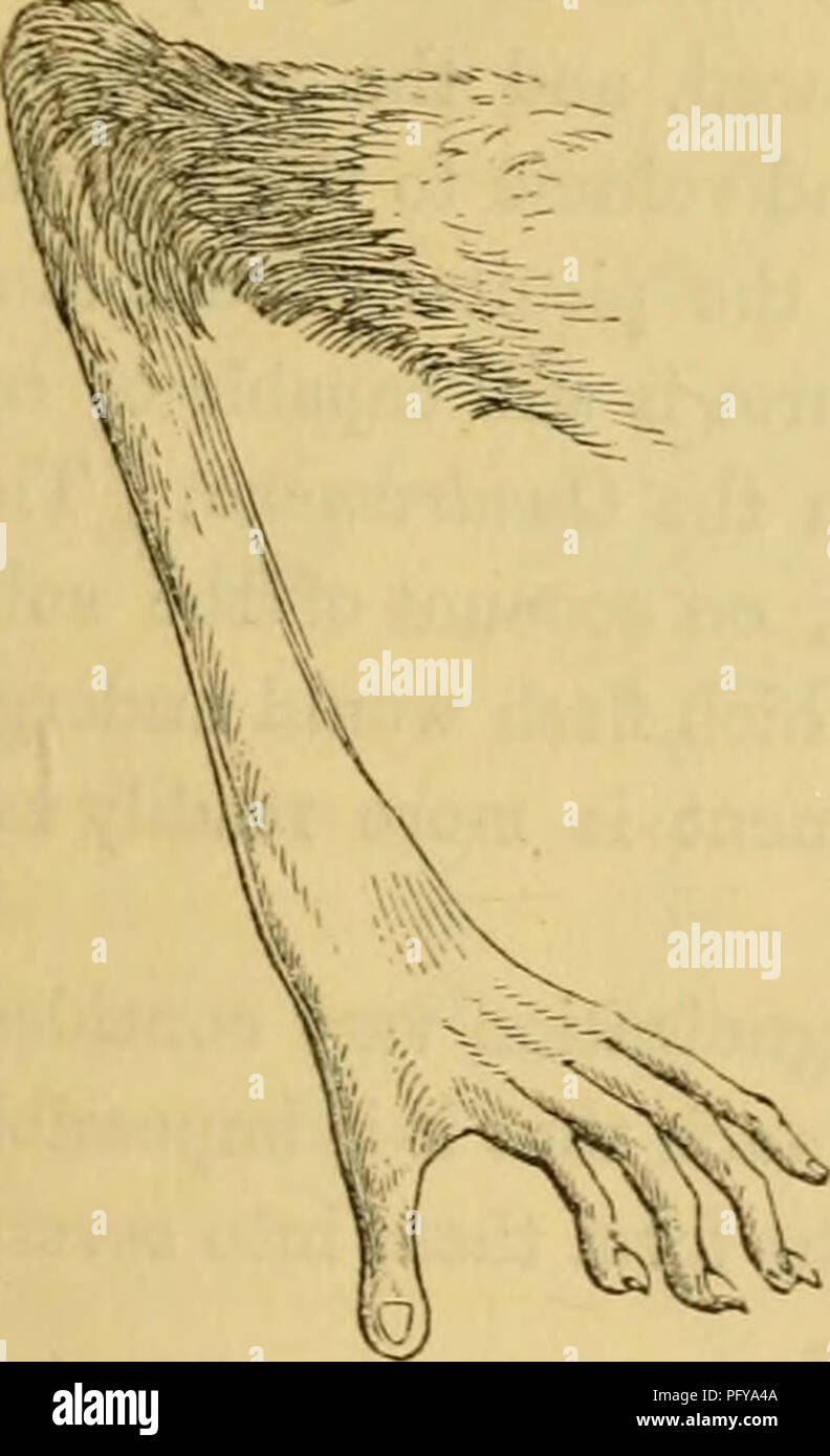. Cuvier's animal kingdom : arranged according to its organization. Animals. Fig. 5.—Hand of Potto. Geoffrey's Potto ( Lemur potto, Lin. ; Galago Gruniensis, Desm. ; P. Geoffrotji, Ben.)—From Sierra Leone; a slow-moving and retiring animal, wliich seldom makes its appearance but in the night-time, and feeds on vegetables, chiefly the Cassada.] The Galagos {Otolicnus, Illig.)— Have the teeth and insectivorous regimen of tlie Loris ; the tarsi elongated, which gives to their hinder hmbs a dispro- portionate extent ; tail long and tufted ; large membranous ears [which double down when at rest, as Stock Photo