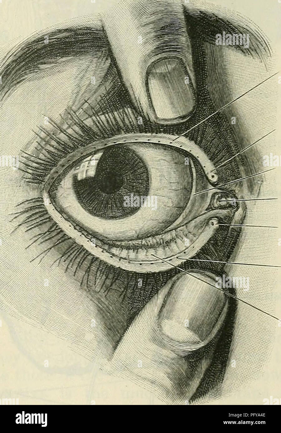 Cunningham's Text-book of anatomy. Anatomy. THE EYELIDS. 821 oculi anterior  in front and the camera oculi posterior behind. These are filled with the  aqueous humour, and, in the adult, communicate freely