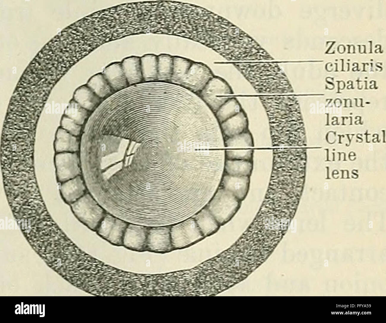 . Cunningham's Text-book of anatomy. Anatomy. EEFBACTING- MEDIA OF THE EYE. 819 EEFEACTING MEDIA. Corpus Vitreum.—The vitreous body is a transparent, jelly-like substance situated between the crystalline lens and the retina, and occupying the posterior four-fifths of the bulb of the eye (Fig. 677). In front it presents a deep concavity, the hyaloid fossa (O.T. fossa patellaris), for the reception of the posterior convexity of the lens. It is enclosed within a thin transparent membrane, the membrana hyaloidea, which is in contact with the membrana limitans interna of the retina, and is adherent Stock Photo