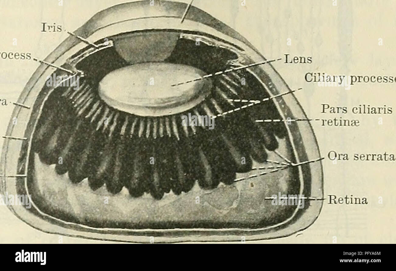 . Cunningham's Text-book of anatomy. Anatomy. THE EETINA. 815 Ciliary