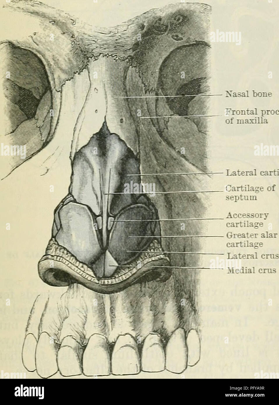 . Cunningham's Text-book of anatomy. Anatomy. Fig. 669.—Profile Yizvr of the Bont and Carti- laginous Skeleton of the External Nose. Xasal bone Frontal process of maxilla Lateral cartilage. Fig. 670. -Front View of the Bony and Cartilaginous Skeleton of the External Nob?. CAVTJM NASI. The nasal cavity (Fig. 672) is divided by the nasal septum into a right and a left nasal cavity, which extend from the nostrils in front to the choanae behind, and open, through the choanae, into the nasal part of the pharnyx. Their bony boundaries are described in the section on Osteology (p. 183). On the latera Stock Photo