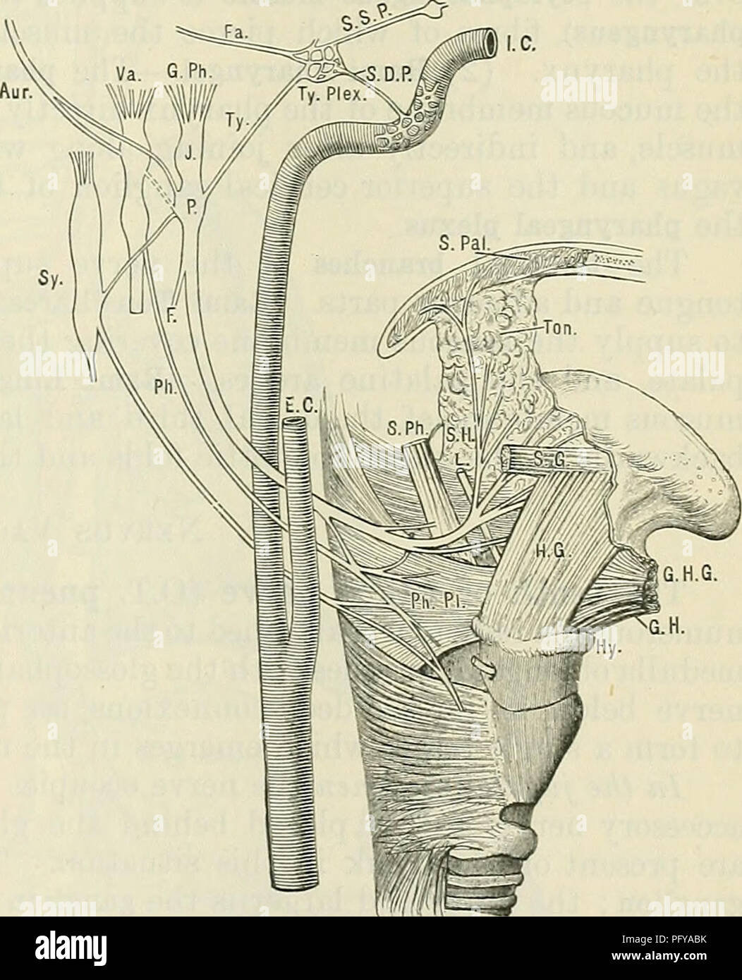 . Cunningham's Text-book of anatomy. Anatomy. GLOSSOPHAEYNGEAL NEEVE. 785 branch bo the genicular ganglion of the facial nerve. It then separates into three terminal branches which pierce the lamina cribrosa. (1) N. Utricularis.—The utricular nerve supplies the macula acustica of the utricle. (2) and (3) N. Ampullaris Superior et Lateralis.—The superior and lateral ampullary nerves supply the ampullar of the superior and lateral semicircular ducts. N. Cochleae.—The inferior or cochlear nerve gives off (1) n. saccularis, a saccular nerve to the macula acustica of the saccule, (2) n. ampullaris  Stock Photo