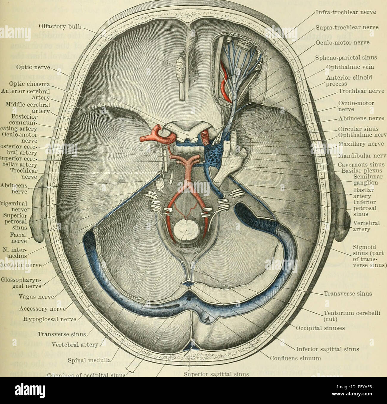. Cunningham's Text-book of anatomy. Anatomy. TEOCHLEAE NEKVE. 771 motor nerve and the ophthalmic division of the trigeminal nerve. It enters the orbit above the muscles of the eyeball, and terminates in the orbital (superior) surface of the superior oblique muscle. Communications.—In the cavernous sinus the nerve receives (1) a communicating Olfactory bulb. Optic nerve Optic chiasma Anterior cerebral artery Middle cerebra artery Posterior communi- cating artery Oculo-motor nerve Posterior cere- bral artery Superior cere- bellar artery Trochlear nerve Abducens nerve Trigemina nerve&quot;-!&quo Stock Photo