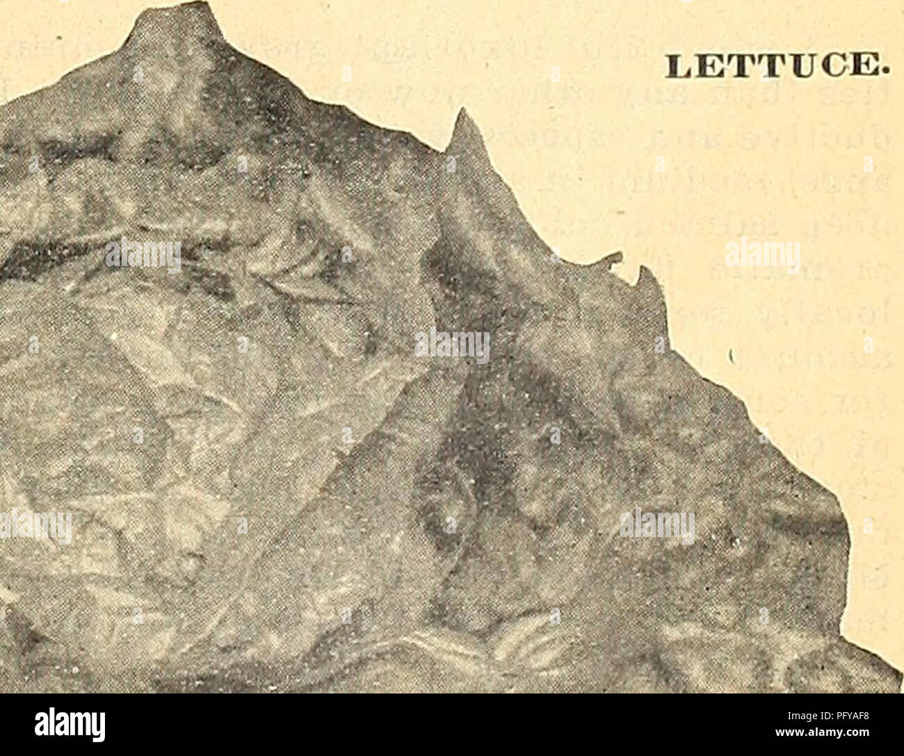 . Currie's farm and garden annual : spring 1923 48th year. Flowers Seeds Catalogs; Bulbs (Plants) Seeds Catalogs; Vegetables Seeds Catalogs; Nurseries (Horticulture) Catalogs; Plants, Ornamental Catalogs; Gardening Equipment and supplies Catalogs. .^^. YELLOW-SEEDED BUTTER—Selected Stock—^A compact-growing variety, forming large, dense heads of yellowish-green, thick, smooth leaves, which blanch inside to a rich, creamy color. The quality is excellent. Pkt. 5c; oz. 15c; Vi lb. 40c; 1 lb. $1.40.. Please note that these images are extracted from scanned page images that may have been digitally e Stock Photo