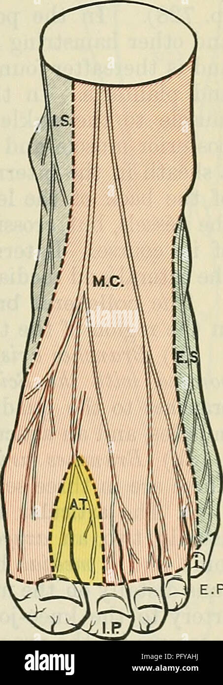 . Cunningham's Text-book of anatomy. Anatomy. SUPEEFICIAL PEEONEAL NEEVE. 731 2. Terminal Branches (on the foot).—The terminal branches are medial and lateral. The medial branch passes along the dorsum of the foot on the lateral side of the dorsalis pedis artery to the first interosseous space, where it divides into two dorsal digital branches for the supply of the skin of the lateral side of the great toe and the medial side of the second toe (nervi digitales dorsales hallucis lateralis et digiti secundi medialis). Each of these branches communicates with branches of the superficial peroneal  Stock Photo
