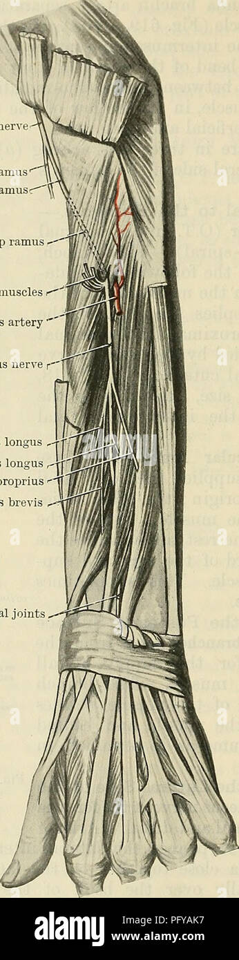 . Cunningham's Text-book of anatomy. Anatomy. 712 THE NERVOUS SYSTEM. Ramus Supeeficialis Nervi Radialis. The superficial ramus (O.T. radial nerve) tribution. Arising in the hollow of the elbow Kadial nerve Superficial ramus Deep ramus Deep ramus -â Muscular brandies to superficial muscles Dorsal interosseous artery &quot; Dorsal interosseous nerve f Muscular branch to abductor pollicis longus .J-f IJflllgM Muscular branch to extensor pollicis longus Ar0Jr!Iff*' Muscular branch to extensor indicis proprius â¢âff&quot;Â»Vj Muscular branch to extensor pollicis brevis Terminal brancli to carpal  Stock Photo